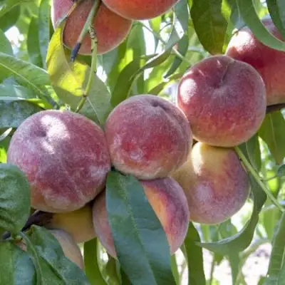 Персик ЗАРМЕНЮ в Калинковичах