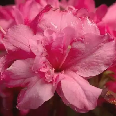 Азалия РОКОКО японская в Калинковичах