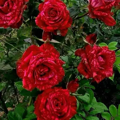 Роза РЕД ИНТУИШН чайно-гибридная в Калинковичах