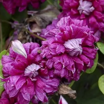 Клематис ПУРПУРЕА ПЛЕНА ЭЛЕГАНС в Калинковичах