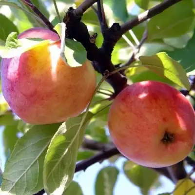 Яблоня АБРИКОСОВАЯ в Калинковичах