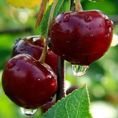 Вишня ЛАСУХА в Калинковичах