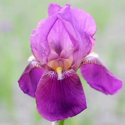 Ирис ИМПЕРАТОР бородатый в Калинковичах