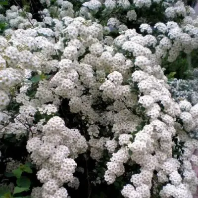 саженцы спиреи вангутта