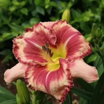 Лилейник АУТСТАНДИНГ гибридный в Калинковичах