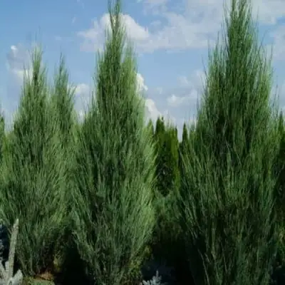 Можжевельник СКАЙРОКЕТ  скальный в Калинковичах