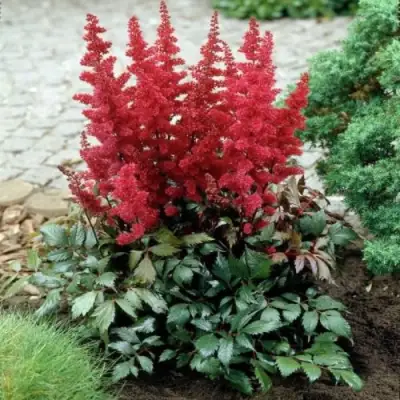 Астильба МОНТГОМЕРИ японская в Калинковичах