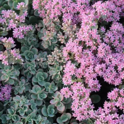 Очиток (седум) САНСПАРКЛЕР ЛАЙМ ЗИНГЕР в Калинковичах