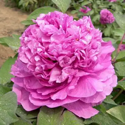 Пион ОРНАМЕНТ древовидный в Калинковичах