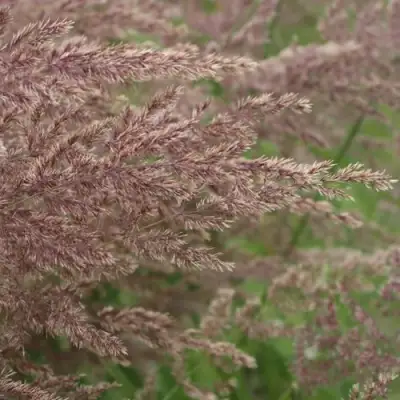 Вейник КАРЛ ФОРСТЕР остроцветковый в Калинковичах