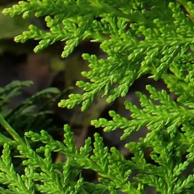 Туя восточная в Калинковичах