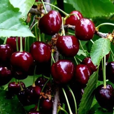 Черешня РЕВНА в Калинковичах