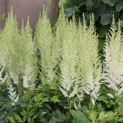 Астильба ДИАМАНТ Арендса в Калинковичах