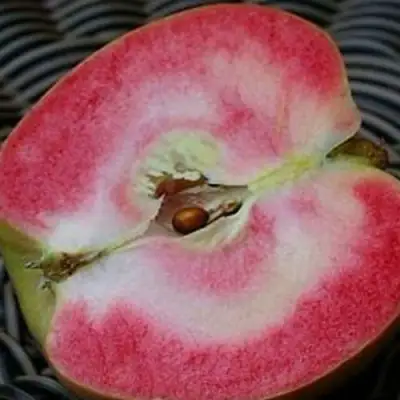 Яблоня ПИНК ПЕРЛ в Калинковичах