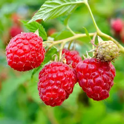 Малина РУБИФОЛ в Калинковичах