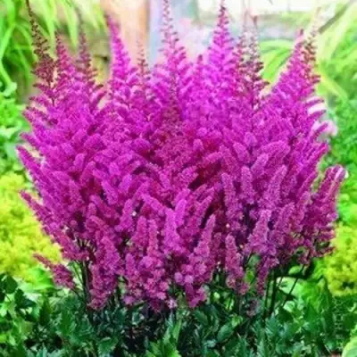 Астильба ПЕПЛ РЕЙН гибридная в Калинковичах