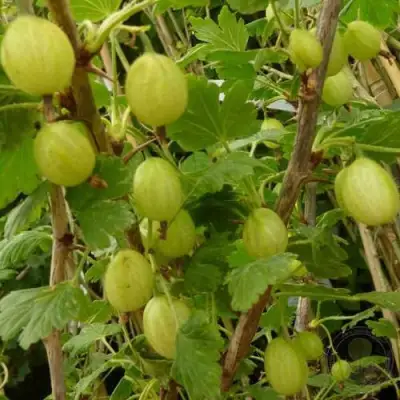 Крыжовник ИНВИКТА в Калинковичах