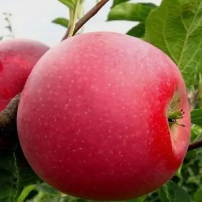 Яблоня АЙДАРЕД в Калинковичах