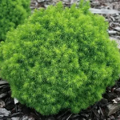 Ель АЛЬБЕРТА ГЛОБ сизая в Калинковичах