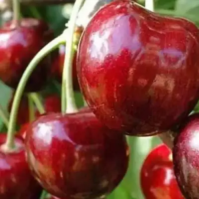 Черешня ВАСИЛИСА в Калинковичах