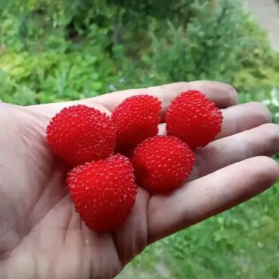 Малина ТИБЕТСКАЯ (РОЗОЛИСТНАЯ) в Калинковичах