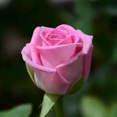 Роза АКВА чайно-гибридная в Калинковичах