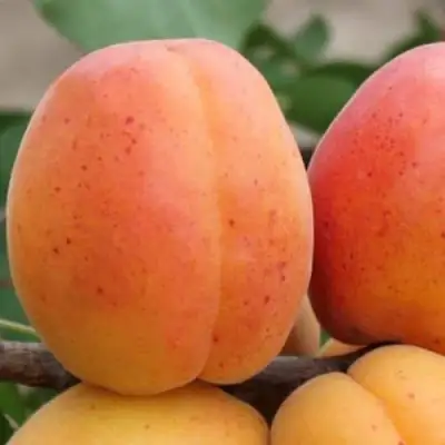 Абрикос ОЛИМП в Калинковичах