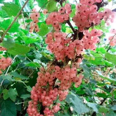 Смородина белая ПРЫГАЖУНЯ (РОЗОВАЯ) в Калинковичах