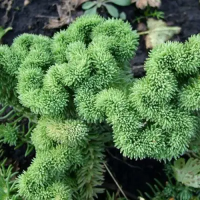 Очиток (седум) КРИСТАТУМ отогнутый в Калинковичах