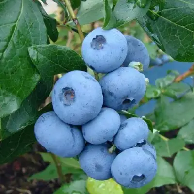 Голубика ТОРО в Калинковичах