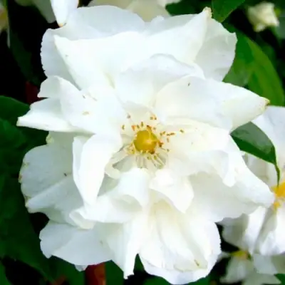 Жасмин РОЗАЦЕ в Калинковичах