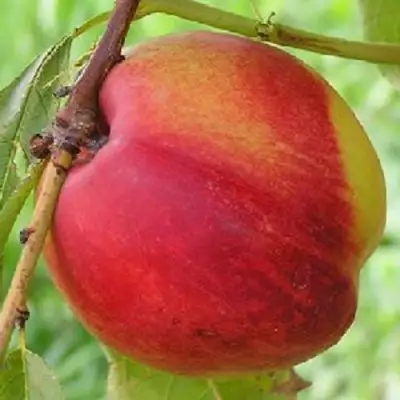 Нектарин СТАРК РЕД ГОЛД в Калинковичах