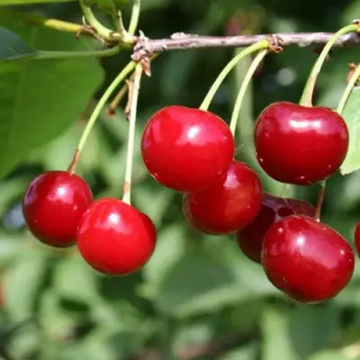 Вишня ЗАРАНКА в Калинковичах