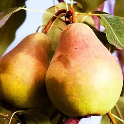 Груша СЛАДКАЯ ИЗ МЛИЕВА в Калинковичах