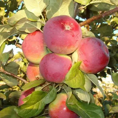 Яблоня ОРЛИК в Калинковичах