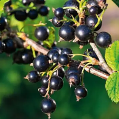 Смородина чёрная ЦЕРЕРА в Калинковичах