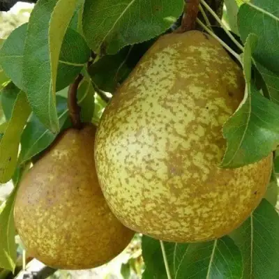 Груша ГЕНЕРАЛ ЛЕКЛЕРК в Калинковичах