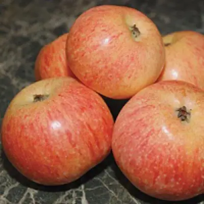 Яблоня КОНФЕТНОЕ в Калинковичах