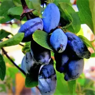 Жимолость съедобная БЛУ ТРЕЖЭ (ГОЛУБОЕ СОКРОВИЩЕ) в Калинковичах