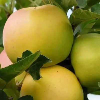 Яблоня БАНАНОВОЕ в Калинковичах