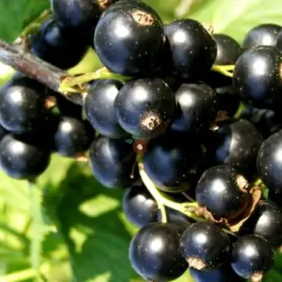 Смородина чёрная ДЕЛИКАТЕСНАЯ в Калинковичах