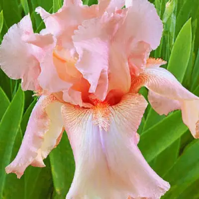 Ирис ПАТИ ДРЕСС бородатый в Калинковичах