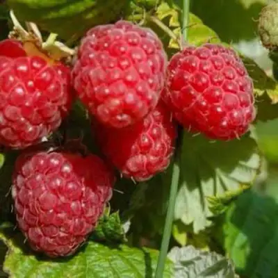 Малина ПРИМАРА в Калинковичах