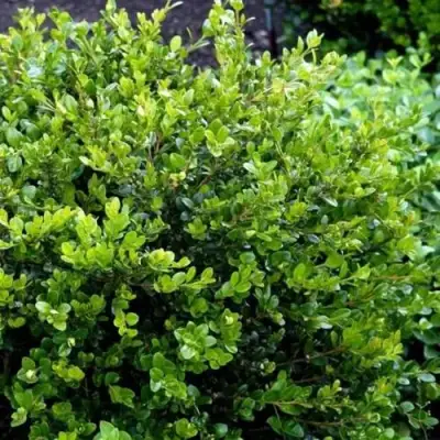 Самшит ФОЛКНЕР в Калинковичах