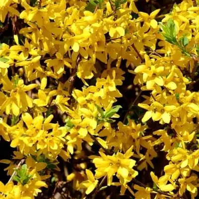 Форзиция ЛЕДНОГОРА промежуточная в Калинковичах