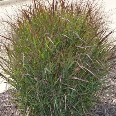 Просо ШЕНАНДО прутьевидное в Калинковичах