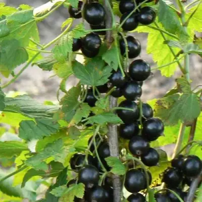 Смородина чёрная ДАБРАДЗЕЯ в Калинковичах