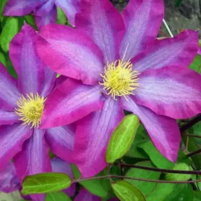 Клематис КАКИО в Калинковичах