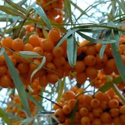 Облепиха БОТАНИЧЕСКАЯ в Калинковичах