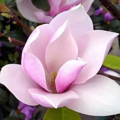 Магнолия АЛЕКСАНДРИНА  в Калинковичах